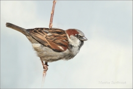<p>VRABEC DOMÁCÍ (Passer domesticus) /House sparrow - Haussperling/</p>